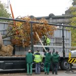 Baumpatenschaft der Sparkasse Koblenz: Kastanien-Eiche wird vom Tieflader gehoben
