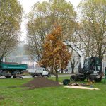 Baumpatenschaft der Sparkasse Koblenz: Kastanien-Eiche wird aufgestellt