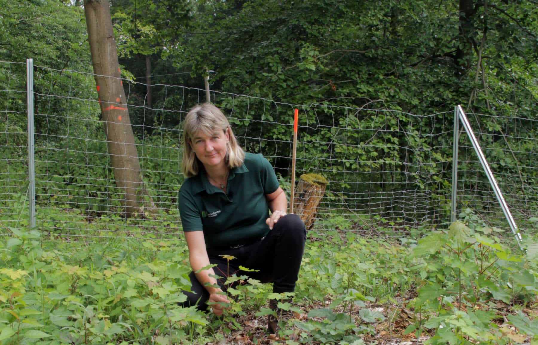 Carmen Barth, Forstamtsleiterin, begutachtet wie die Setzlinge sich entwickeln. Hinter ihr ist der schützende Zaun.