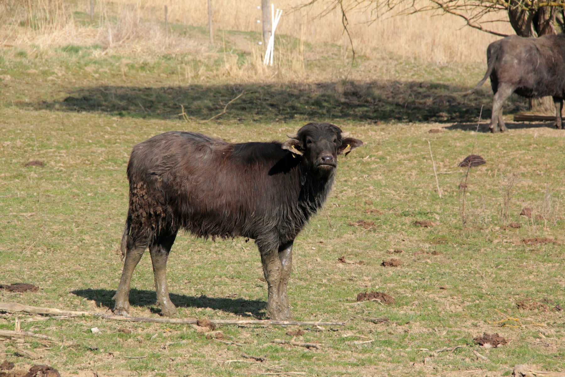 Auch Wasserbüffel haben einen Lebensraum im Feuchtgebiet rund um die Storchenplattform.