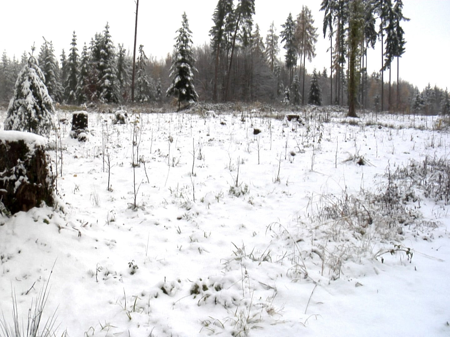 Durch den Schnee füllt der Wald seine Wasservorräte im Boden wieder auf.