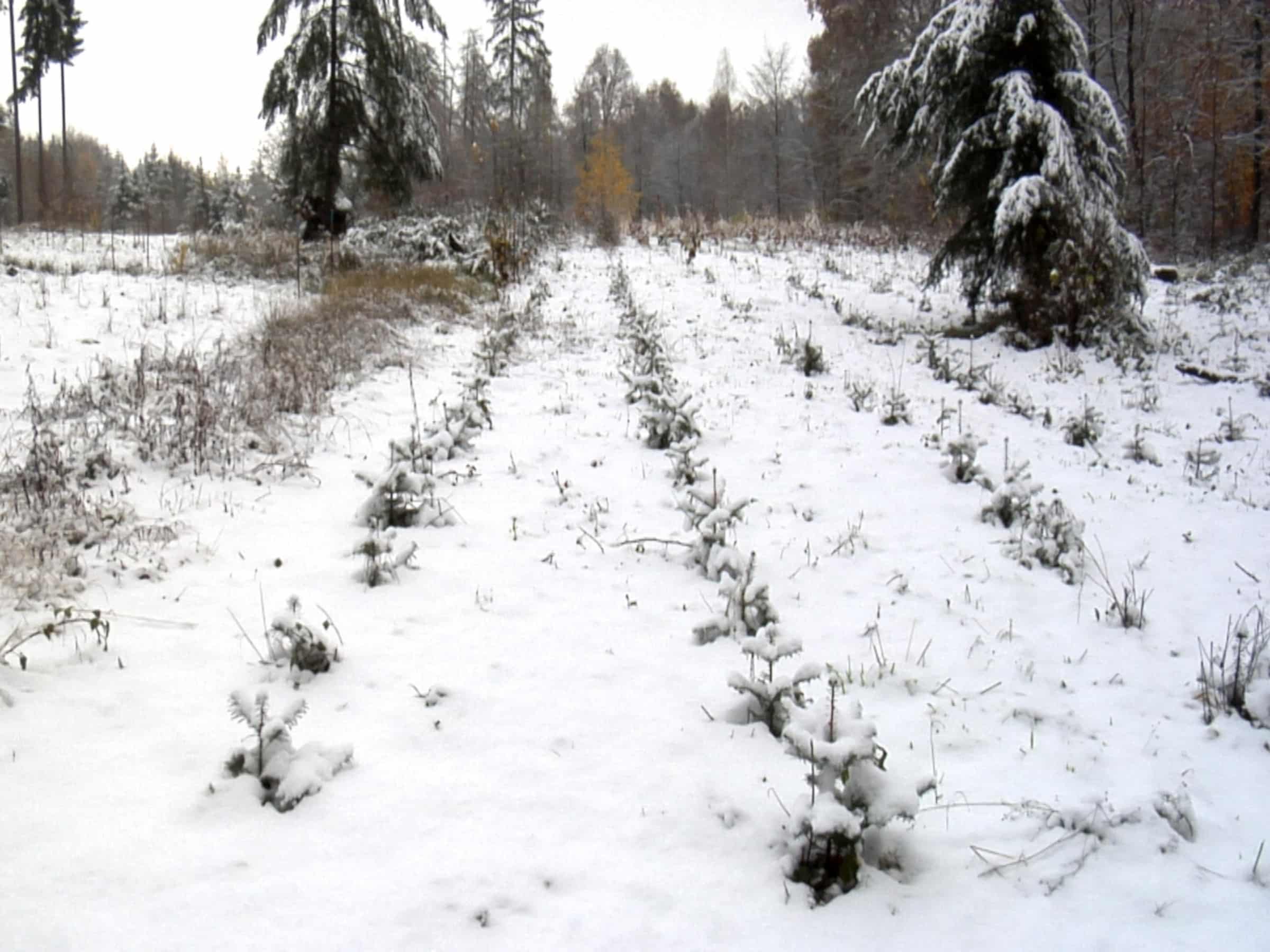 Schnee bedeckt den Boden und die Bäume im Klimwald.