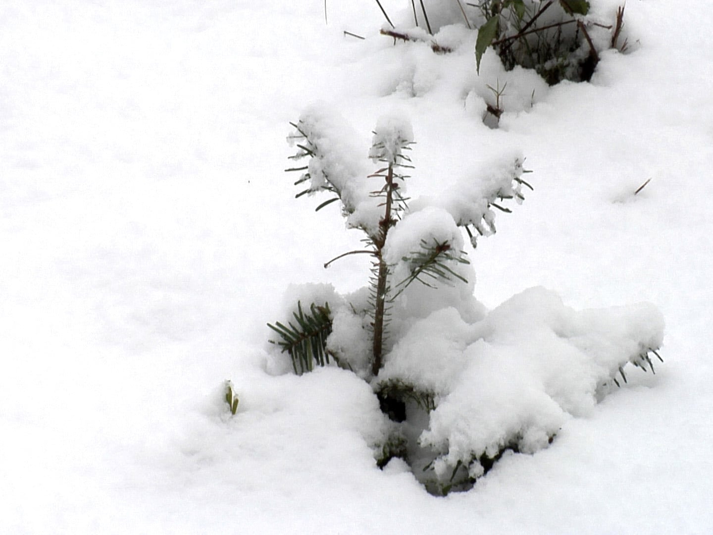 Ein kleines Pflänzchen unter einer dicken Schneehaube.